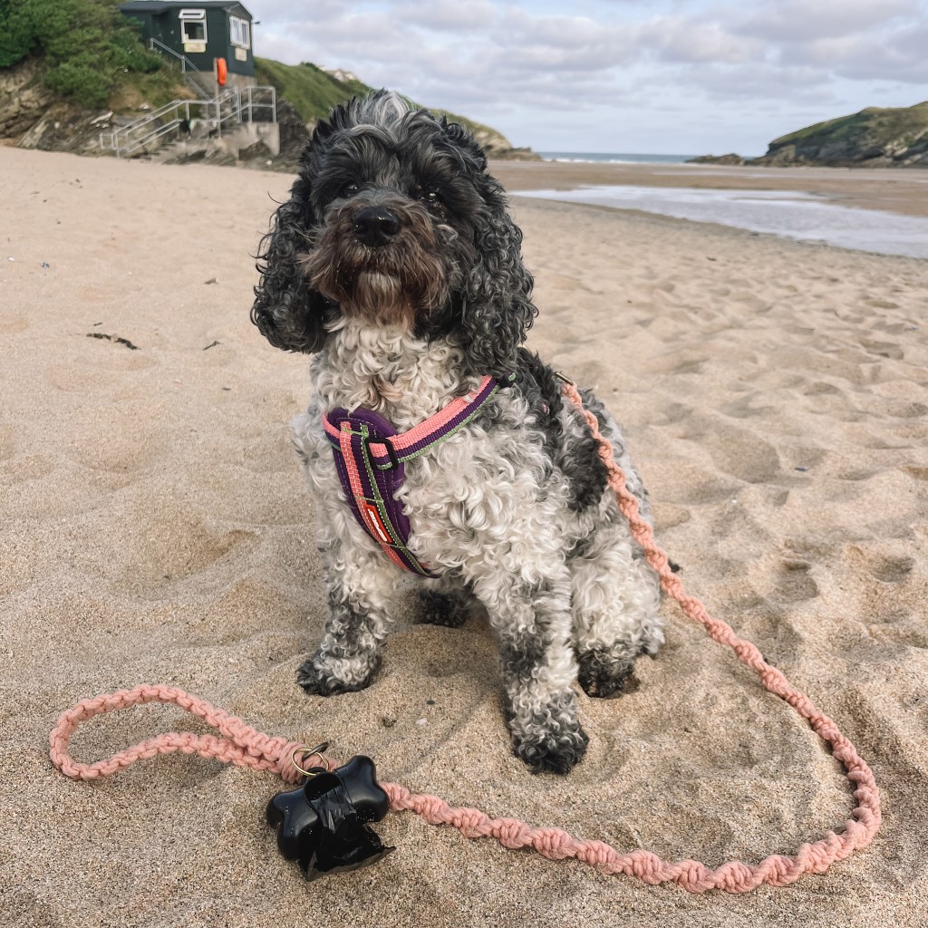 cocker-poo at the beach with pink boho macrame dog lead